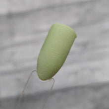 Load image into Gallery viewer, Matcha Latte