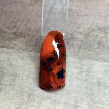 Load image into Gallery viewer, Tortoise