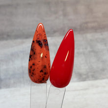 Load image into Gallery viewer, Tortoise